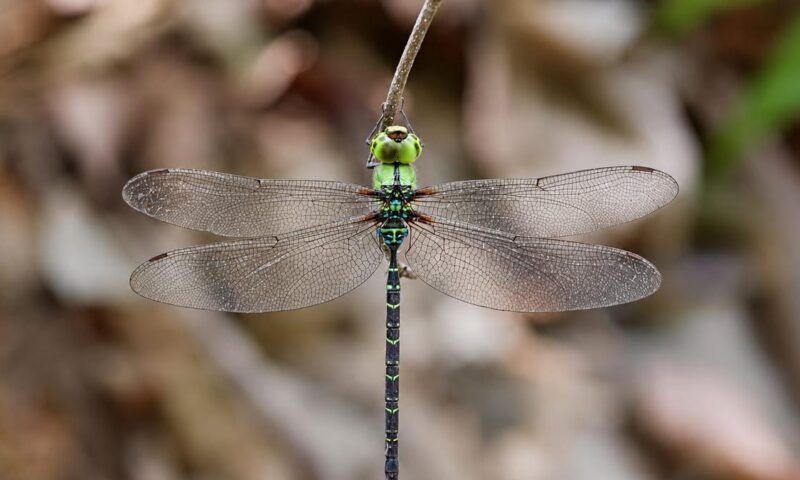 Rare dragonfly resurfaces in Arunachal after 110 years