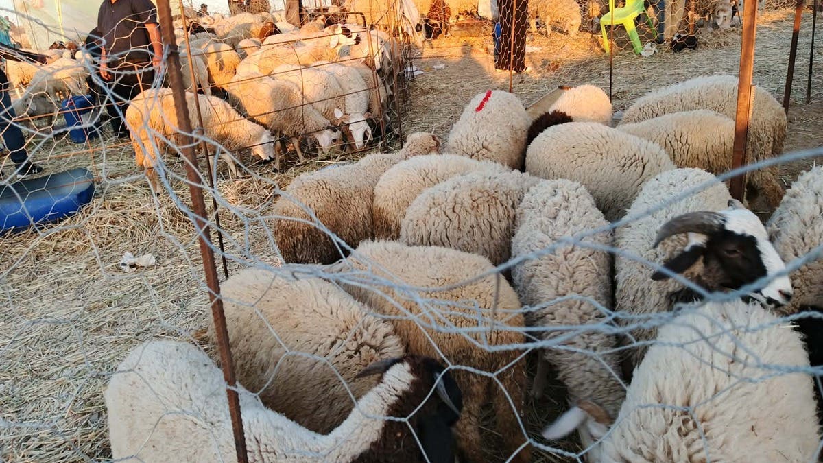 قبيل العيد.. غلاء الأضاحي يربك العائلات في تونس