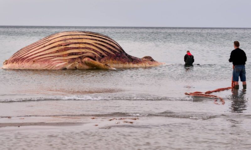 Dead humpback whale Timmy brought ashore on Danish island for postmortem