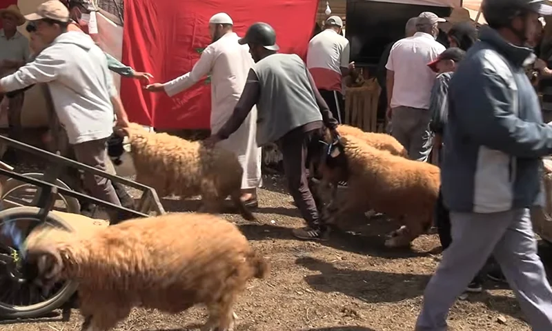 صرف الأجور ينعش أسواق الأضاحي