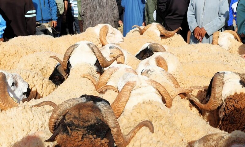 قبل عيد الأضحى بأيام معدودة .. غلاء الماشية يتمدد في مدينة طنجة