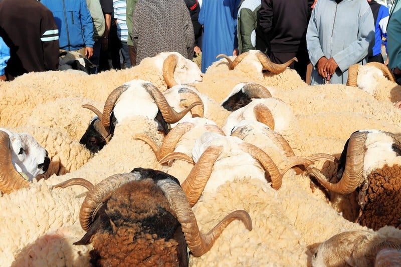 قبل عيد الأضحى بأيام معدودة .. غلاء الماشية يتمدد في مدينة طنجة