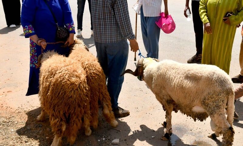 الحضور النسائي المتصاعد في أسواق الماشية يكسر الاحتكار الرجالي بالمغرب