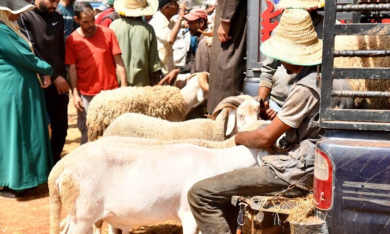 دراسة: “تسقيف الأسعار” لا يعالج اختلالات سوق الماشية في المغرب