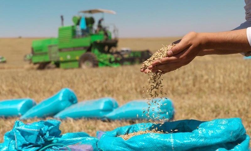 مهنيو الحبوب يثمنون خطة حماية المحصول ودعم التخزين في المغرب