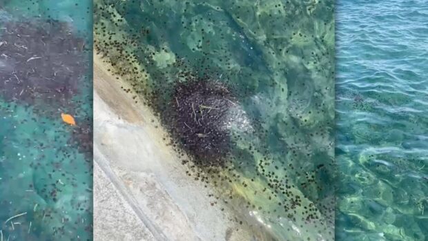 Jellyfish season: What to do when stung and how to stay safe at sea