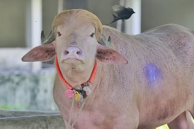 Crowds gather at the zoo to see the buffalo named Donald Trump