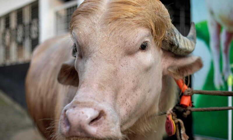Bangladesh’s rare ‘Donald Trump’ buffalo draws crowds over resemblance