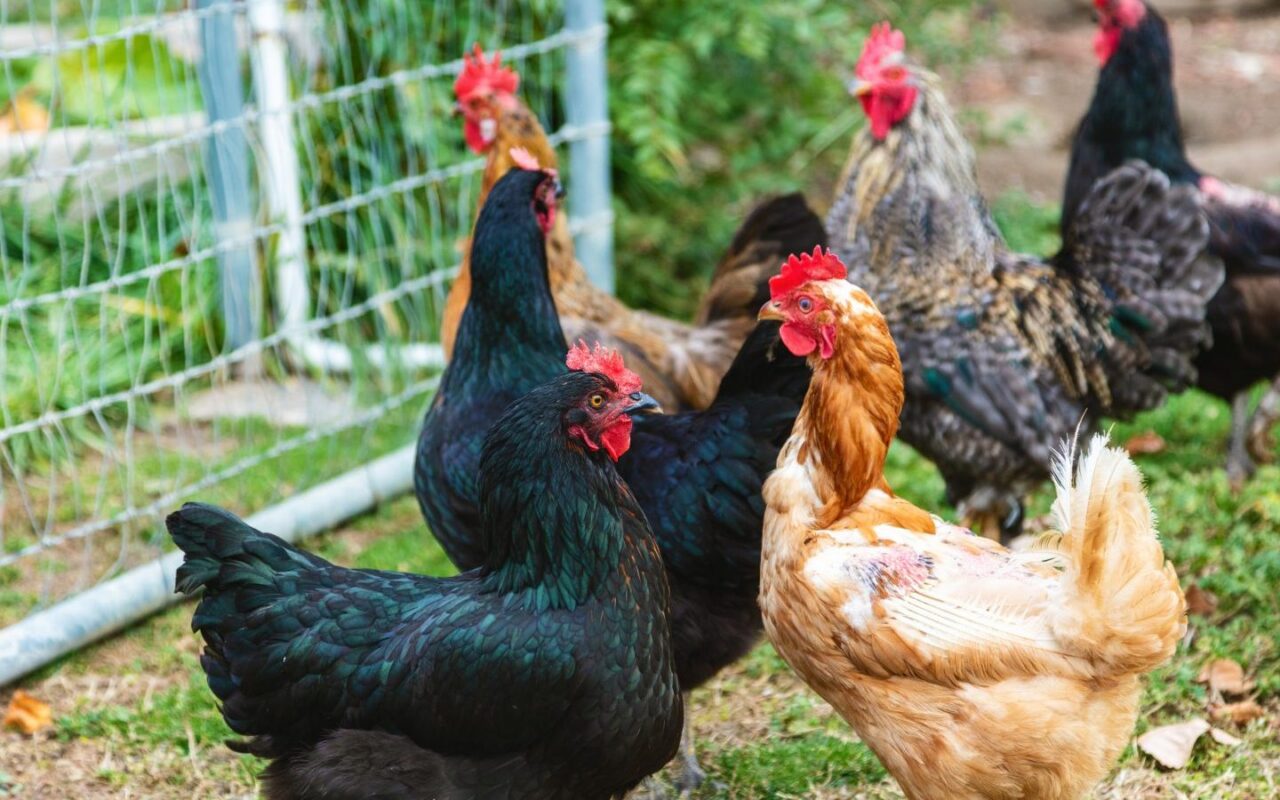 Ontario police warn of poultry scam circulating on Facebook Marketplace