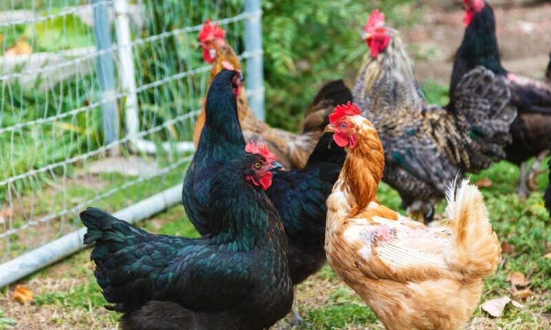 Ontario police warn of poultry scam circulating on Facebook Marketplace