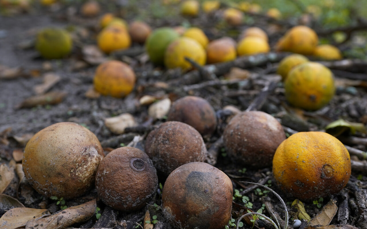 Florida’s famed agriculture industry faces bumper crop of natural disasters