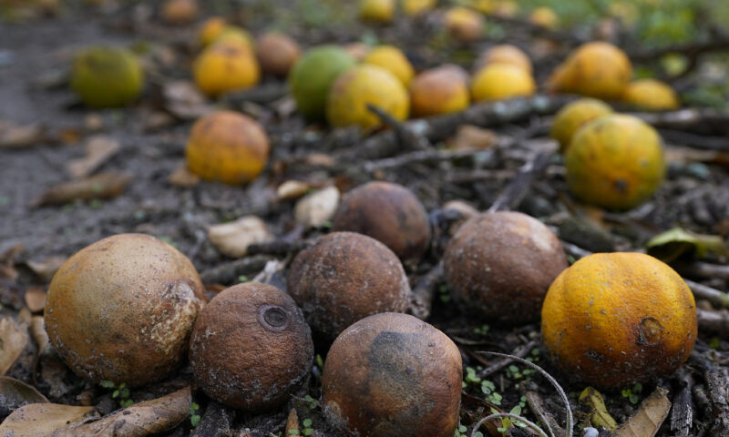 Florida’s famed agriculture industry faces bumper crop of natural disasters