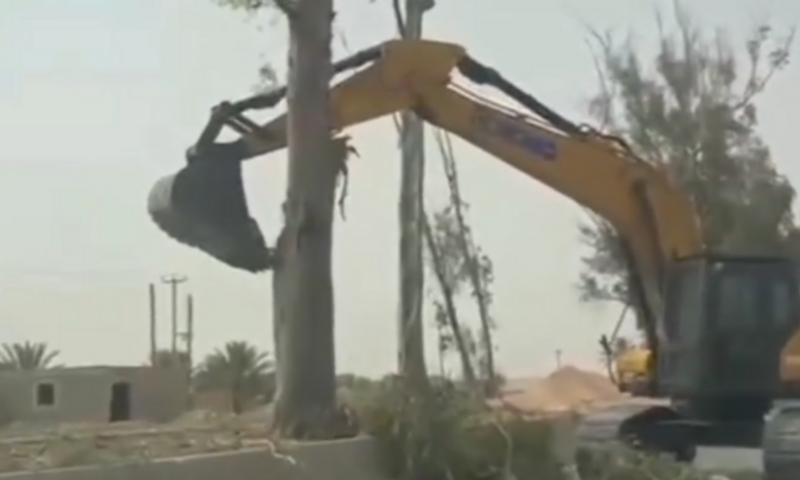 مشاهد تثيرغضباً في ليبيا.. قطع أشجار لتحويلها إلى فحم
