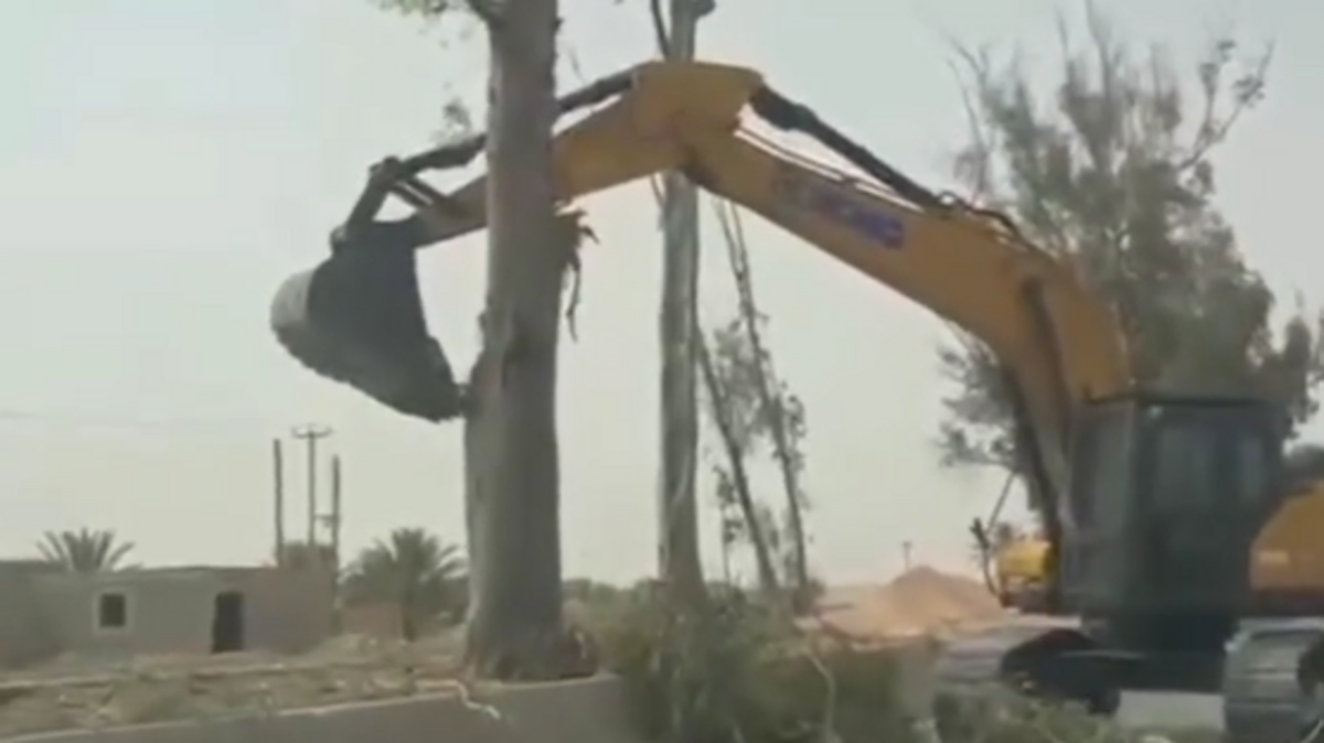مشاهد تثيرغضباً في ليبيا.. قطع أشجار لتحويلها إلى فحم