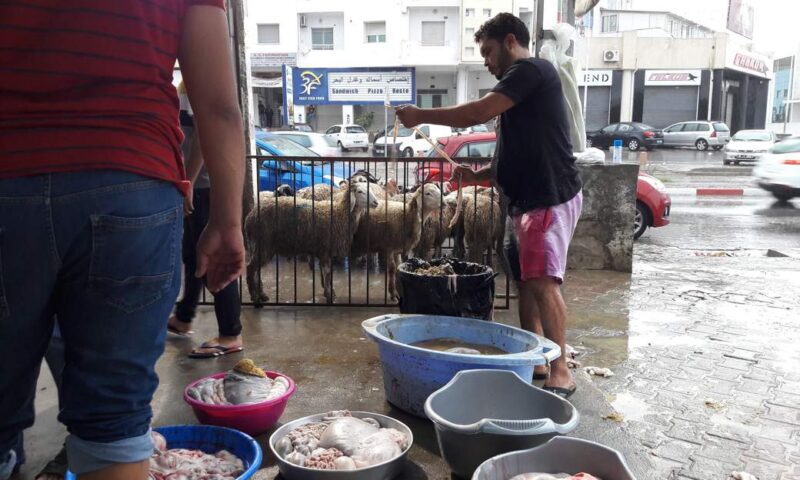 عيد الاضحى: المصالح البيطرية تدعو الى الالتزام بشروط السلامة والنظافة في ذبح الاضاحي