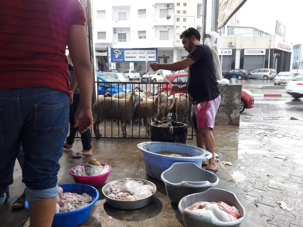 عيد الاضحى: المصالح البيطرية تدعو الى الالتزام بشروط السلامة والنظافة في ذبح الاضاحي