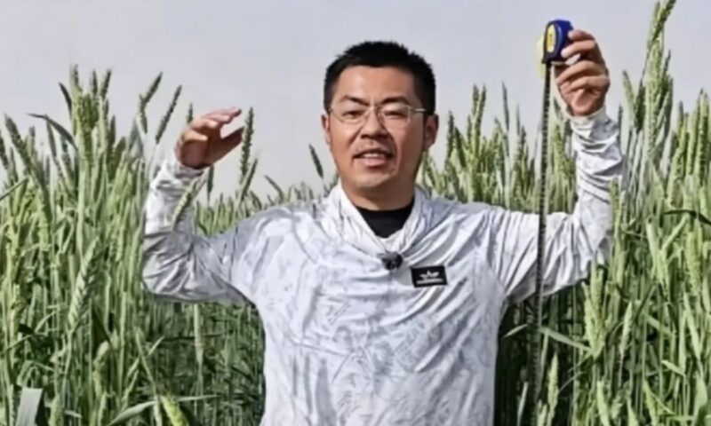 China is growing giant wheat-rye hybrids in its western deserts. Here’s why