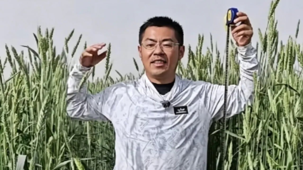 China is growing giant wheat-rye hybrids in its western deserts. Here’s why