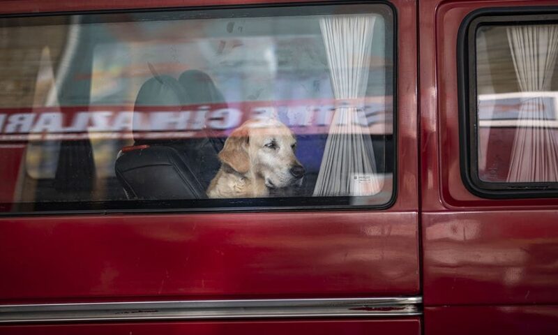 Dog accidentally fires shotgun, striking woman yards away during chaotic gas station stop