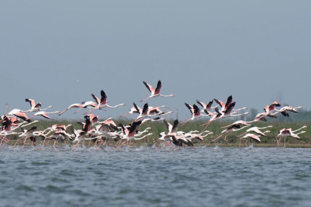 Venice’s growing flamingo population finds haven in healing wetlands