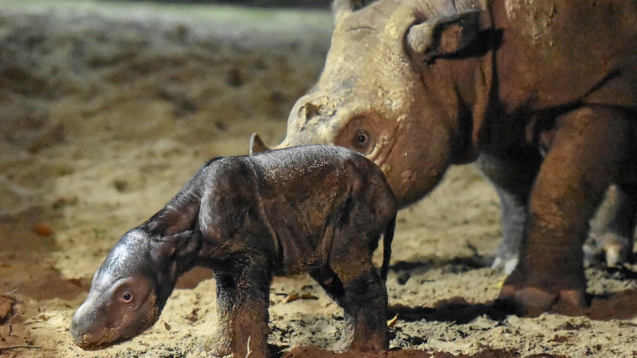 Over 4,300 Southeast Asian species face extinction threat