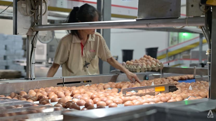 Seng Choon egg farm to move after land-use changes announced for Lim Chu Kang; four other farms affected