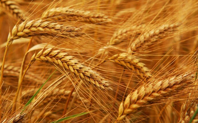 واردات مصر من القمح منذ بداية العام تصل إلى 6.8 مليون طن