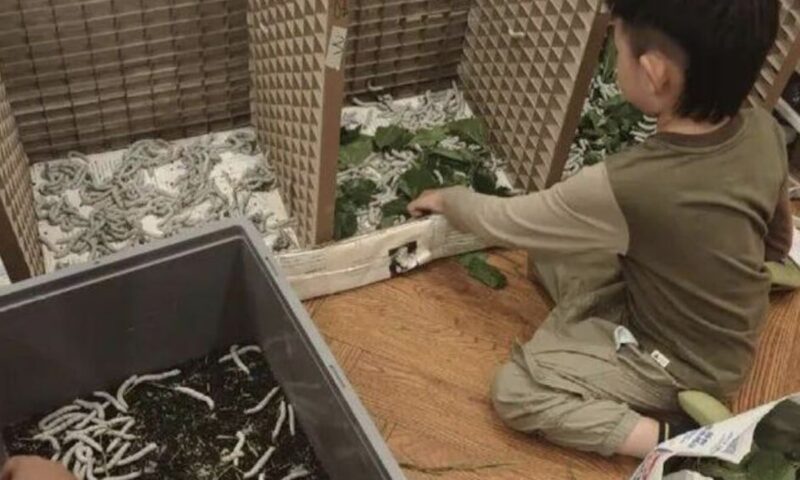 China boy wants to raise silkworms to create silk quilt, prompting parents to buy 10,000 seeds