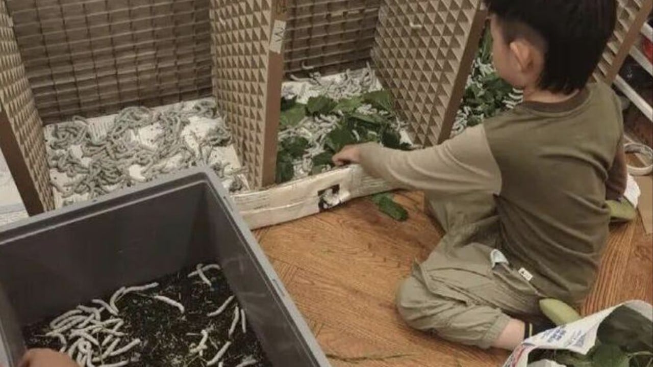 China boy wants to raise silkworms to create silk quilt, prompting parents to buy 10,000 seeds