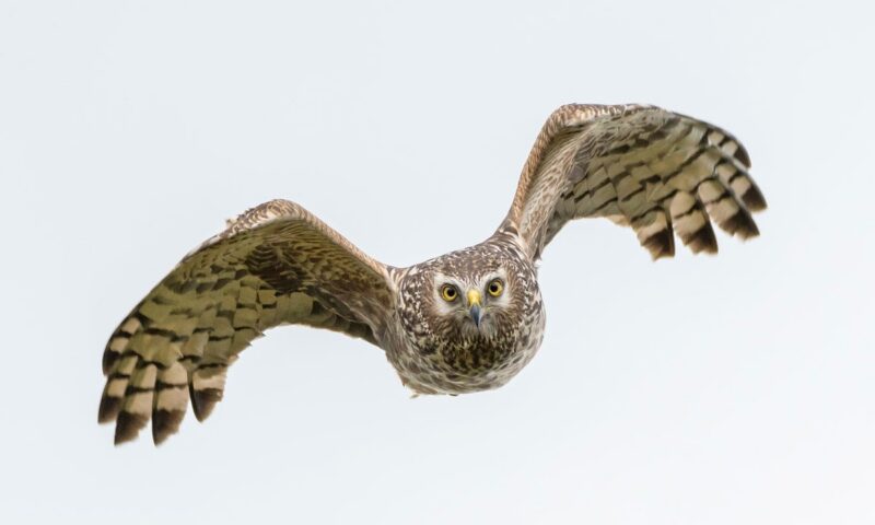 Rare birds of prey being shot, trapped and poisoned in crimes ‘linked’ to gamebird estate shoots