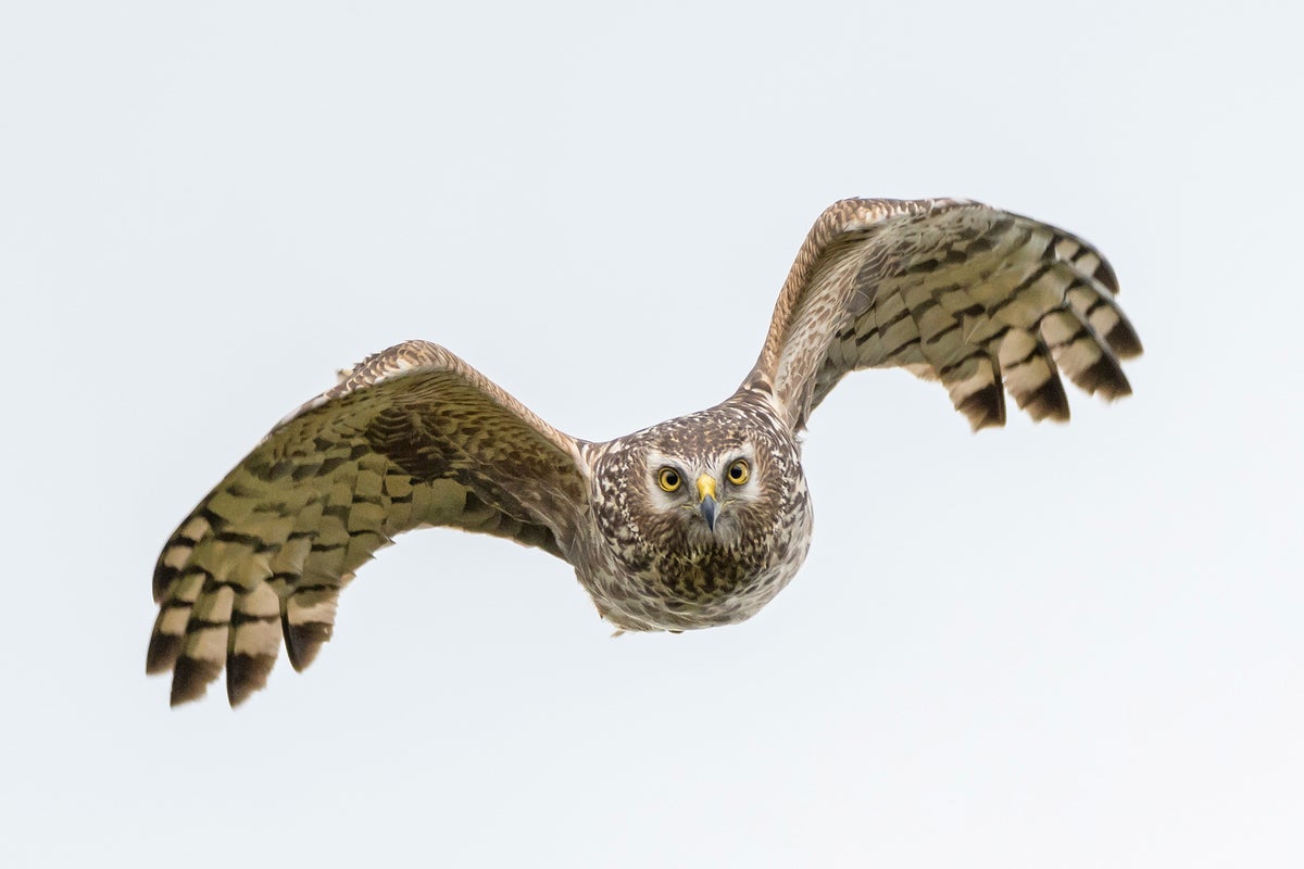 Rare birds of prey being shot, trapped and poisoned in crimes ‘linked’ to gamebird estate shoots