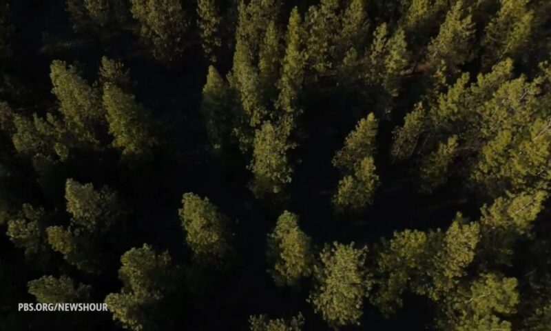 Carbon credit program pays small landowners to keep forests standing