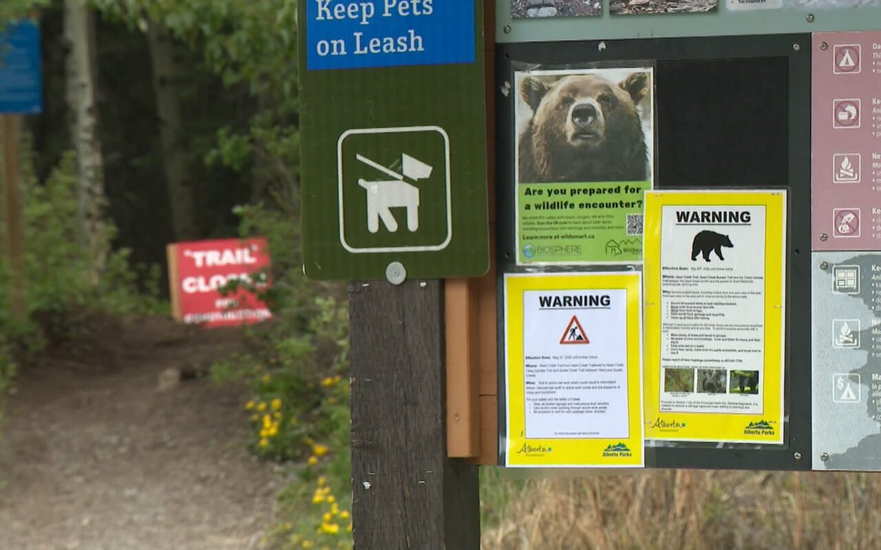 Be bear aware: Increase in sightings, encounters prompts warning to Alberta backcountry users