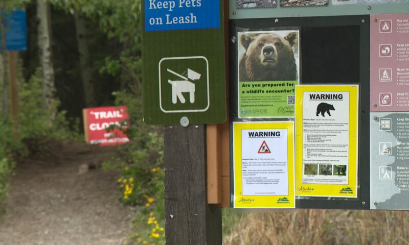 Be bear aware: Increase in sightings, encounters prompts warning to Alberta backcountry users