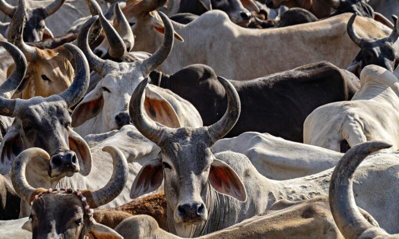 Contradictions within India’s cow protection regime