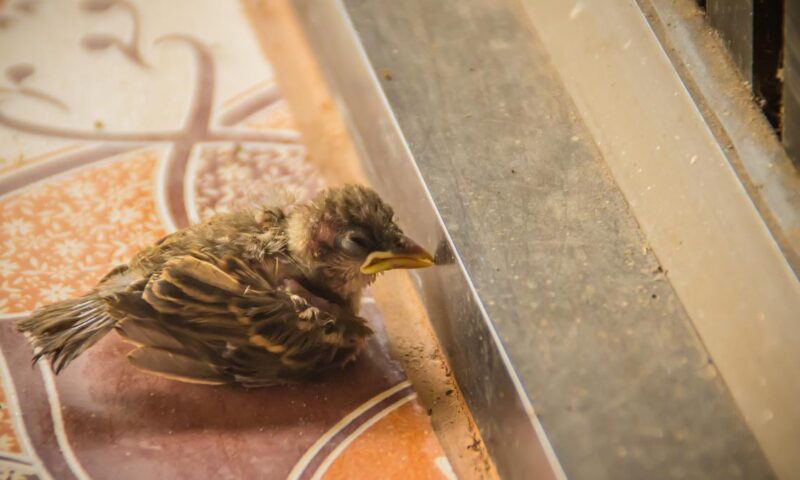 Glass windows in common Indian buildings are killing many birds
