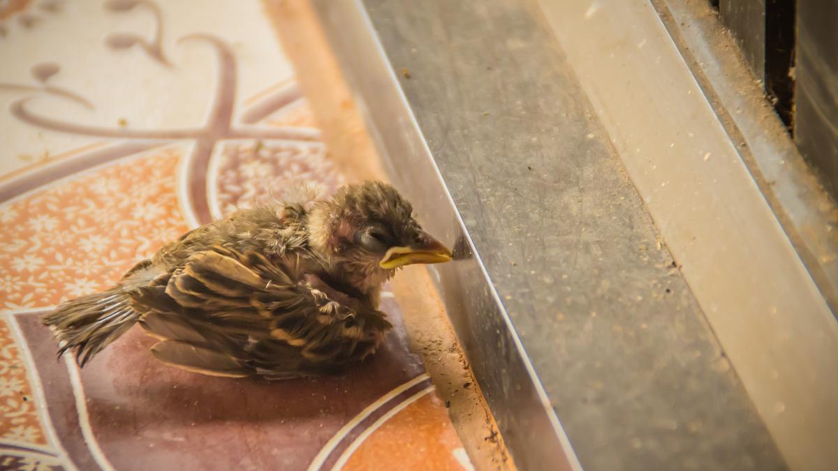 Glass windows in common Indian buildings are killing many birds