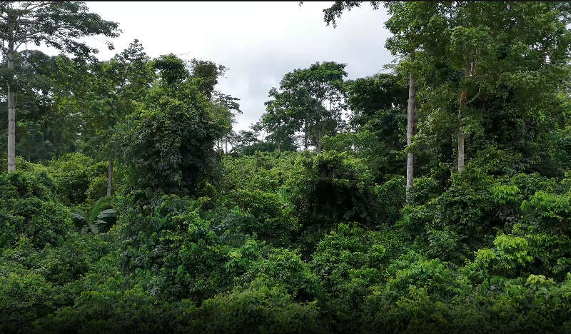 JoyNews checks reveal massive destruction of Oda forest reserve as chiefs call for immediate action