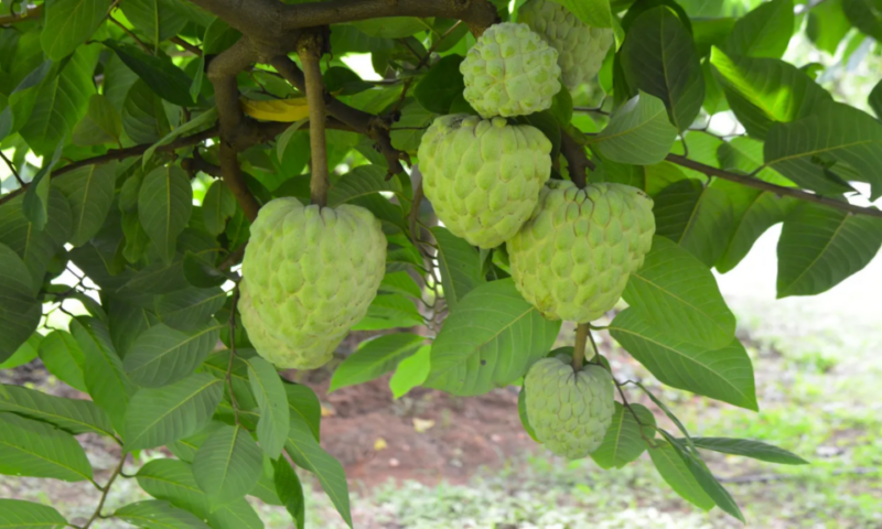 The rise of the fruit that tastes like custard