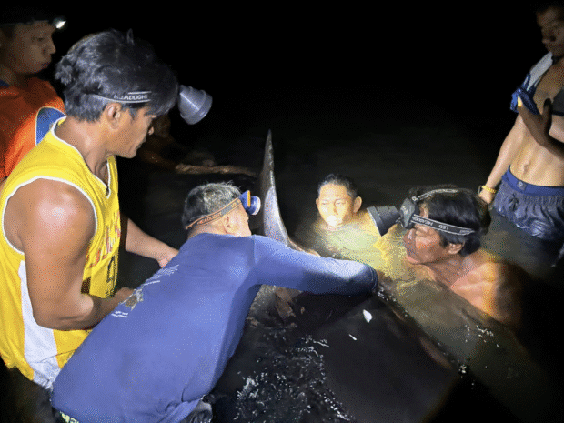 Stranded false killer whale in Calapan rescued, returned to sea