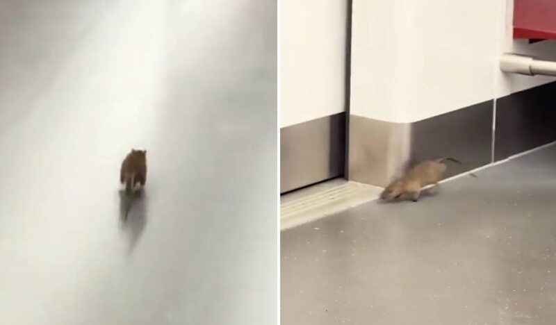 SMRT to step up pest control measures at stations and depots after rat spotted on train