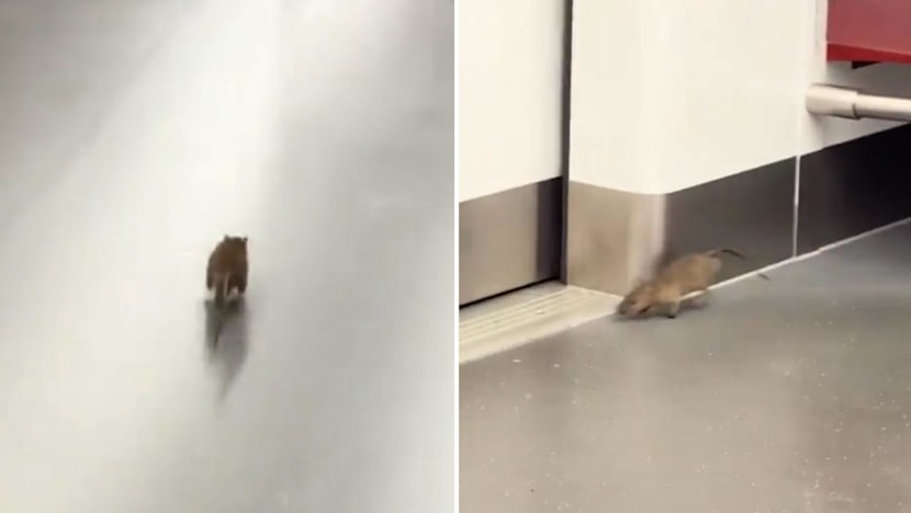 SMRT to step up pest control measures at stations and depots after rat spotted on train