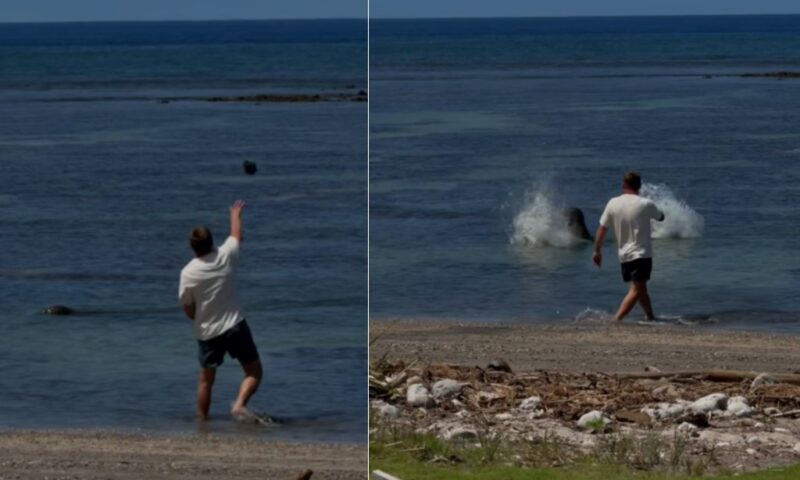 Man accused of throwing rock at endangered seal barred from Hawaii beaches