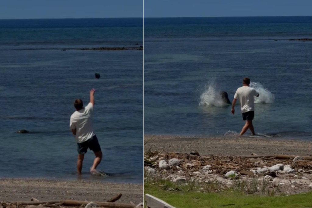 Man accused of throwing rock at endangered seal barred from Hawaii beaches
