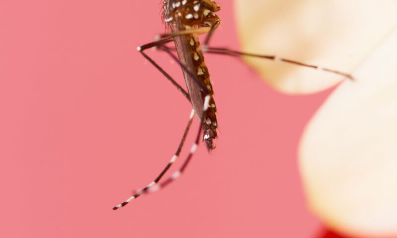 Mosquitoes Can Learn to Love Insect Repellant, Scientist Reveal