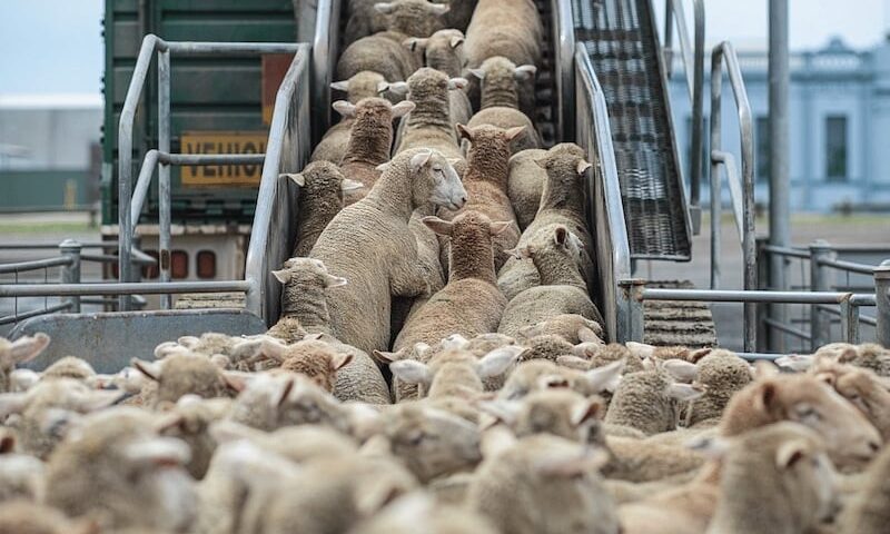 التضخم في ليبيا يربك احتفالات الجالية المغربية بشعيرة عيد الأضحى
