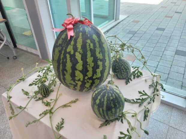 Giant 23 kg watermelon harvested in South Korea