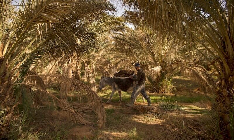 توالي الجفاف والحرائق يهدد التوازن البيئي بواحات الجنوب الشرقي للمغرب
