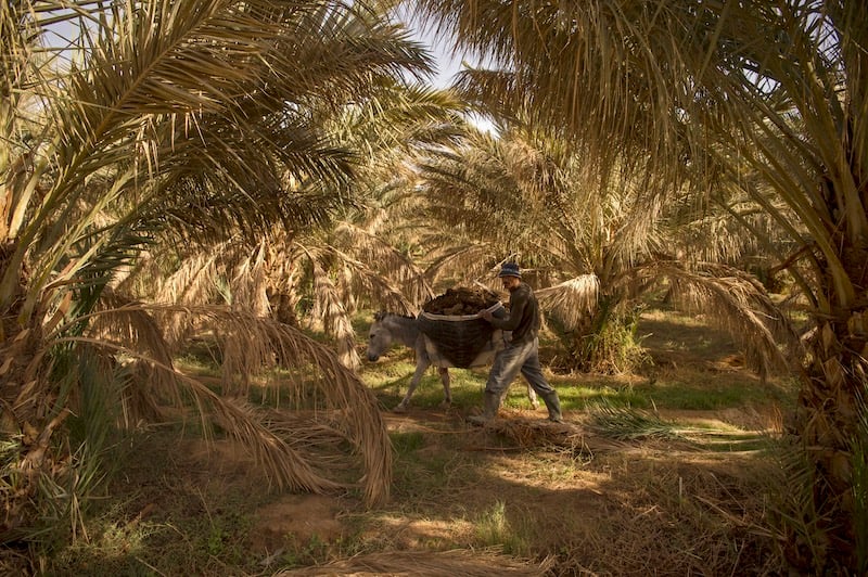 توالي الجفاف والحرائق يهدد التوازن البيئي بواحات الجنوب الشرقي للمغرب