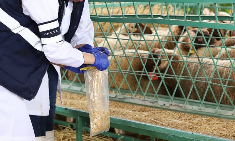 مراجعات جمركية موسعة تربك حسابات مستوردي الأعلاف في المغرب